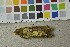  (Hygrophoropsidaceae - O-F-253431)  @11 [ ] CreativeCommons - Attribution Non-Commercial Share-Alike (2017) Unspecified University of Oslo, Natural History Museum