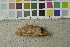  ( - O-F-253428)  @11 [ ] CreativeCommons - Attribution Non-Commercial Share-Alike (2017) Unspecified University of Oslo, Natural History Museum