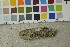  ( - O-F-253438)  @11 [ ] CreativeCommons - Attribution Non-Commercial Share-Alike (2017) Unspecified University of Oslo, Natural History Museum