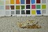  (Ceraceomyces microsporus - O-F-253448)  @11 [ ] CreativeCommons - Attribution Non-Commercial Share-Alike (2017) Unspecified University of Oslo, Natural History Museum