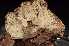  (Luellia - O-F-253622)  @11 [ ] CreativeCommons - Attribution Non-Commercial Share-Alike (2017) Unspecified University of Oslo, Natural History Museum