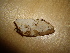  ( - O-F-253723)  @11 [ ] CreativeCommons - Attribution Non-Commercial Share-Alike (2017) Unspecified University of Oslo, Natural History Museum