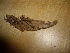  (Ceraceomyces eludens - O-F-253761)  @11 [ ] CreativeCommons - Attribution Non-Commercial Share-Alike (2017) Unspecified University of Oslo, Natural History Museum