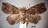  (Hipoepa porphyrialis - USNM ENT 00267875)  @14 [ ] CreativeCommons - Attribution Share-Alike (2017) Unspecified Smithsonian Institution