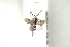  ( - HYMNI2078)  @11 [ ] CreativeCommons - Attribution Non-Commercial Share-Alike (2017) Arnstein Staverlokk Norwegian Institute of Nature Research