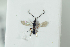  ( - HYMNI2183)  @11 [ ] CreativeCommons - Attribution Non-Commercial Share-Alike (2017) Arnstein Staverlokk Norwegian Institute of Nature Research
