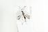  ( - HYMNI2089)  @11 [ ] CreativeCommons - Attribution Non-Commercial Share-Alike (2017) Arnstein Staverlokk Norwegian Institute of Nature Research