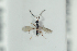  ( - HYMNI2185)  @11 [ ] CreativeCommons - Attribution Non-Commercial Share-Alike (2017) Arnstein Staverlokk Norwegian Institute of Nature Research