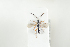  ( - HYMNI2091)  @11 [ ] CreativeCommons - Attribution Non-Commercial Share-Alike (2017) Arnstein Staverlokk Norwegian Institute of Nature Research