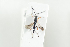  ( - HYMNI2092)  @11 [ ] CreativeCommons - Attribution Non-Commercial Share-Alike (2017) Arnstein Staverlokk Norwegian Institute of Nature Research