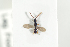  ( - HYMNI1904)  @11 [ ] CreativeCommons - Attribution Non-Commercial Share-Alike (2017) Arnstein Staverlokk Norwegian Institute of Nature Research