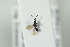  ( - HYMNI2189)  @11 [ ] CreativeCommons - Attribution Non-Commercial Share-Alike (2017) Arnstein Staverlokk Norwegian Institute of Nature Research