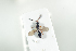  ( - HYMNI1906)  @12 [ ] CreativeCommons - Attribution Non-Commercial Share-Alike (2017) Arnstein Staverlokk Norwegian Institute of Nature Research