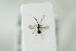 ( - HYMNI2191)  @11 [ ] CreativeCommons - Attribution Non-Commercial Share-Alike (2017) Arnstein Staverlokk Norwegian Institute of Nature Research