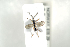  ( - HYMNI2079)  @11 [ ] CreativeCommons - Attribution Non-Commercial Share-Alike (2017) Arnstein Staverlokk Norwegian Institute of Nature Research