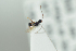  ( - HYMNI2192)  @11 [ ] CreativeCommons - Attribution Non-Commercial Share-Alike (2017) Arnstein Staverlokk Norwegian Institute of Nature Research