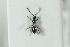  (Trichopria nigricornis - HYMNI2199)  @11 [ ] CreativeCommons - Attribution Non-Commercial Share-Alike (2017) Arnstein Staverlokk Norwegian Institute of Nature Research