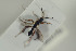  ( - HYMNI1631)  @12 [ ] CreativeCommons - Attribution Non-Commercial Share-Alike (2016) Arnstein Staverlokk Norwegian Institute of Nature Research