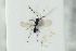  ( - HYMNI2201)  @12 [ ] CreativeCommons - Attribution Non-Commercial Share-Alike (2017) Arnstein Staverlokk Norwegian Institute of Nature Research