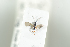  ( - HYMNI1917)  @11 [ ] CreativeCommons - Attribution Non-Commercial Share-Alike (2017) Arnstein Staverlokk Norwegian Institute of Nature Research
