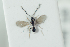  ( - HYMNI2202)  @11 [ ] CreativeCommons - Attribution Non-Commercial Share-Alike (2017) Arnstein Staverlokk Norwegian Institute of Nature Research