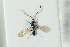  ( - HYMNI2203)  @11 [ ] CreativeCommons - Attribution Non-Commercial Share-Alike (2017) Arnstein Staverlokk Norwegian Institute of Nature Research