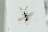  ( - HYMNI2204)  @11 [ ] CreativeCommons - Attribution Non-Commercial Share-Alike (2017) Arnstein Staverlokk Norwegian Institute of Nature Research