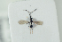  ( - HYMNI2205)  @11 [ ] CreativeCommons - Attribution Non-Commercial Share-Alike (2017) Arnstein Staverlokk Norwegian Institute of Nature Research