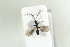  ( - HYMNI1922)  @11 [ ] CreativeCommons - Attribution Non-Commercial Share-Alike (2017) Arnstein Staverlokk Norwegian Institute of Nature Research