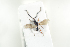  ( - HYMNI1923)  @11 [ ] CreativeCommons - Attribution Non-Commercial Share-Alike (2017) Arnstein Staverlokk Norwegian Institute of Nature Research