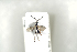  ( - HYMNI2081)  @11 [ ] CreativeCommons - Attribution Non-Commercial Share-Alike (2017) Arnstein Staverlokk Norwegian Institute of Nature Research