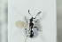  ( - HYMNI2176)  @11 [ ] CreativeCommons - Attribution Non-Commercial Share-Alike (2017) Arnstein Staverlokk Norwegian Institute of Nature Research