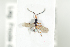  ( - HYMNI1927)  @13 [ ] CreativeCommons - Attribution Non-Commercial Share-Alike (2017) Arnstein Staverlokk Norwegian Institute of Nature Research