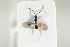  ( - HYMNI1928)  @12 [ ] CreativeCommons - Attribution Non-Commercial Share-Alike (2017) Arnstein Staverlokk Norwegian Institute of Nature Research