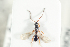  (Basalys formicarium - HYMNI2118)  @11 [ ] CreativeCommons - Attribution Non-Commercial Share-Alike (2017) Arnstein Staverlokk Norwegian Institute of Nature Research