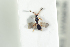  (Basalys tripartitus - HYMNI1929)  @13 [ ] CreativeCommons - Attribution Non-Commercial Share-Alike (2017) Arnstein Staverlokk Norwegian Institute of Nature Research