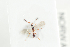  ( - HYMNI2120)  @11 [ ] CreativeCommons - Attribution Non-Commercial Share-Alike (2017) Arnstein Staverlokk Norwegian Institute of Nature Research