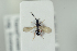  ( - HYMNI2215)  @12 [ ] CreativeCommons - Attribution Non-Commercial Share-Alike (2017) Arnstein Staverlokk Norwegian Institute of Nature Research