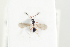  ( - HYMNI2121)  @11 [ ] CreativeCommons - Attribution Non-Commercial Share-Alike (2017) Arnstein Staverlokk Norwegian Institute of Nature Research