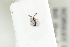  (Basalys parvus - HYMNI1933)  @11 [ ] CreativeCommons - Attribution Non-Commercial Share-Alike (2017) Arnstein Staverlokk Norwegian Institute of Nature Research
