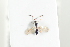  ( - HYMNI2123)  @11 [ ] CreativeCommons - Attribution Non-Commercial Share-Alike (2017) Arnstein Staverlokk Norwegian Institute of Nature Research