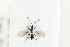  (Trichopria morio - HYMNI2124)  @11 [ ] CreativeCommons - Attribution Non-Commercial Share-Alike (2017) Arnstein Staverlokk Norwegian Institute of Nature Research