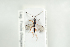  ( - HYMNI2082)  @11 [ ] CreativeCommons - Attribution Non-Commercial Share-Alike (2017) Arnstein Staverlokk Norwegian Institute of Nature Research