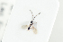  ( - HYMNI2127)  @11 [ ] CreativeCommons - Attribution Non-Commercial Share-Alike (2017) Arnstein Staverlokk Norwegian Institute of Nature Research