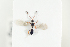  ( - HYMNI2128)  @11 [ ] CreativeCommons - Attribution Non-Commercial Share-Alike (2017) Arnstein Staverlokk Norwegian Institute of Nature Research