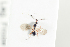  ( - HYMNI2129)  @11 [ ] CreativeCommons - Attribution Non-Commercial Share-Alike (2017) Arnstein Staverlokk Norwegian Institute of Nature Research