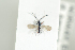  (Basalys tritoma - HYMNI1943)  @11 [ ] CreativeCommons - Attribution Non-Commercial Share-Alike (2017) Arnstein Staverlokk Norwegian Institute of Nature Research