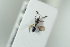  ( - HYMNI2228)  @11 [ ] CreativeCommons - Attribution Non-Commercial Share-Alike (2017) Arnstein Staverlokk Norwegian Institute of Nature Research