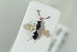  ( - HYMNI2230)  @11 [ ] CreativeCommons - Attribution Non-Commercial Share-Alike (2017) Arnstein Staverlokk Norwegian Institute of Nature Research