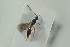  (Pantolyta flaviventris - HYMNI1661)  @11 [ ] CreativeCommons - Attribution Non-Commercial Share-Alike (2016) Arnstein Staverlokk Norwegian Institute of Nature Research